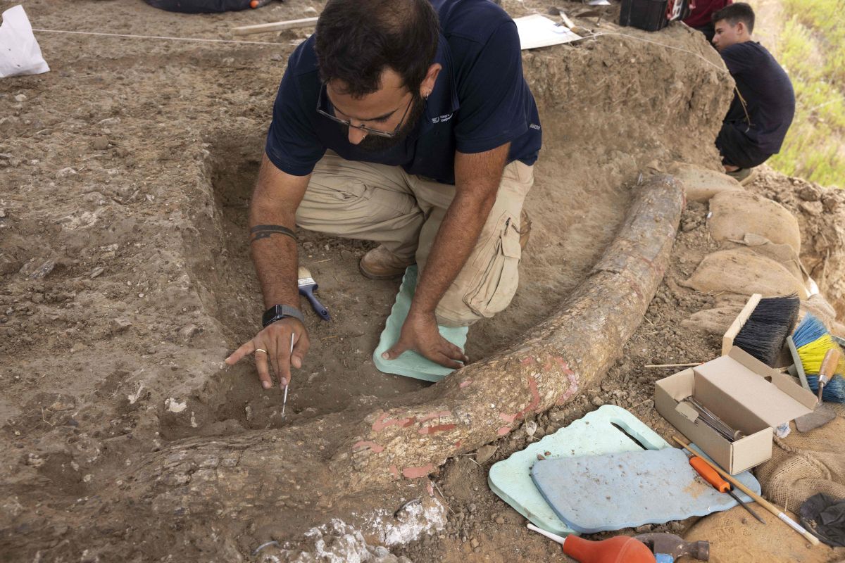 colossal-half-million-year-old-elephant-tusk-discovered-in-southern-israel