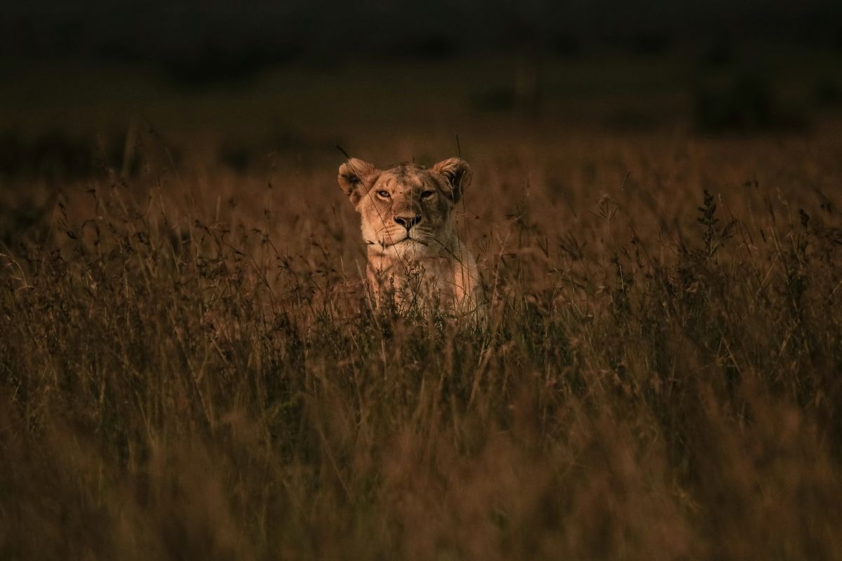 lions,-elephants-and-rhinos-escape-from-a-south-african-zoo