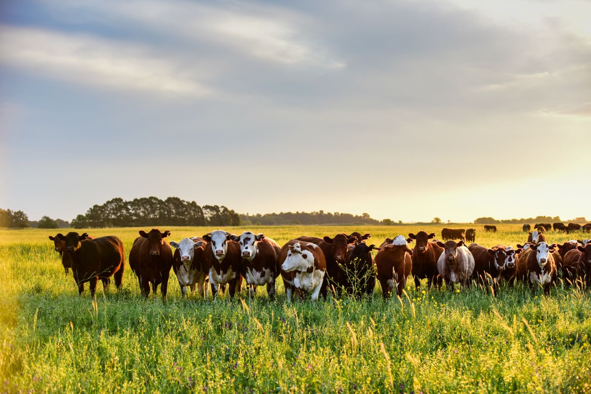 walmart-buys-stake-in-livestock-company-to-gain-access-to-affordable,-high-quality-beef