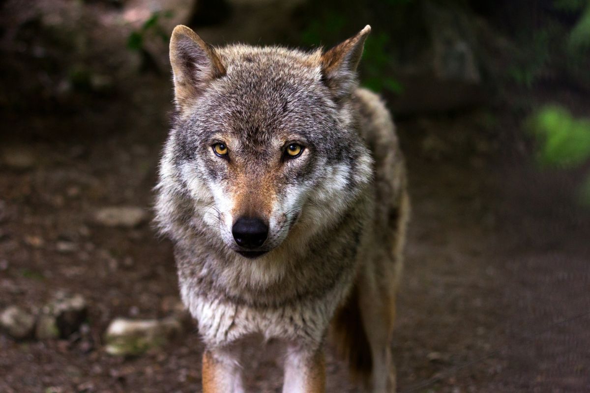 they-capture-a-mexican-gray-wolf-that-escaped-from-the-cleveland-zoo