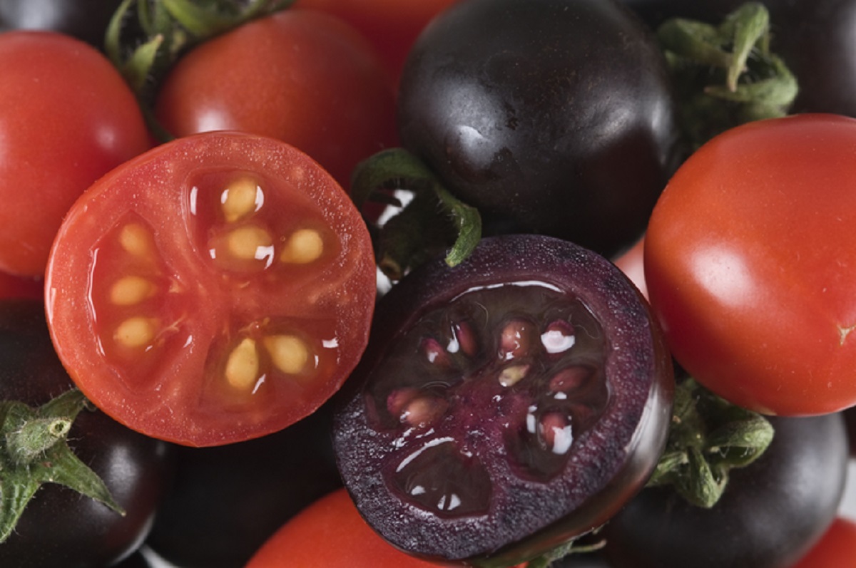 purple-tomatoes-are-approved-by-the-usda-and-you-might-see-them-in-stores-soon