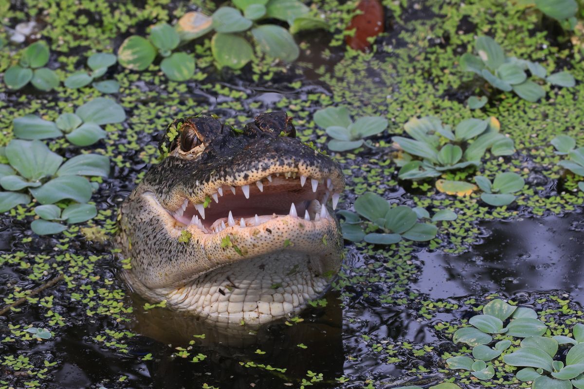 video:-alligator-jumps-out-of-the-water-and-bites-a-florida-man's-new-drone