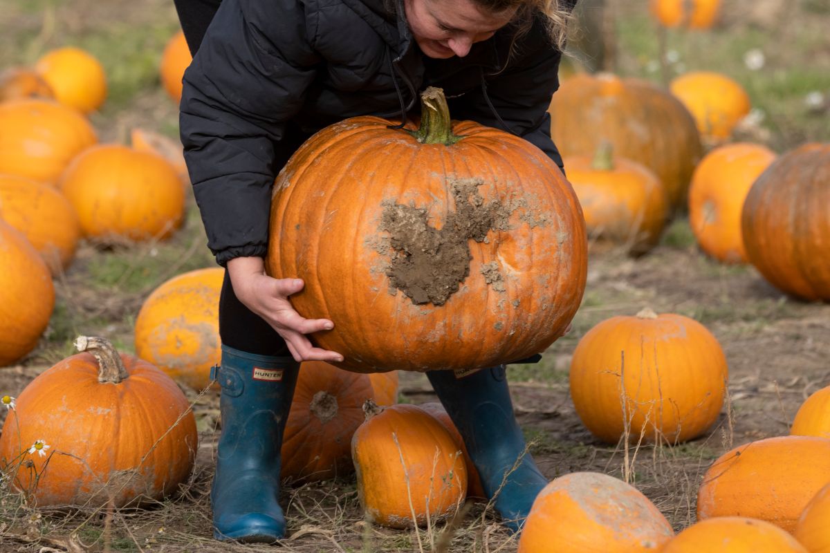 giant-2,500-pound-pumpkin-from-new-york-farm-breaks-us-record