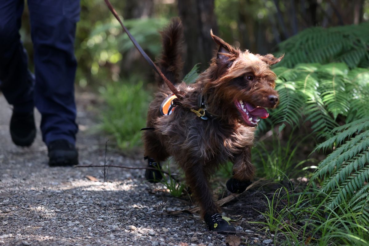 loose-syringes-and-other-discarded-drugs-hurt-pets-walking-in-tompkins-square-park,-in-nyc