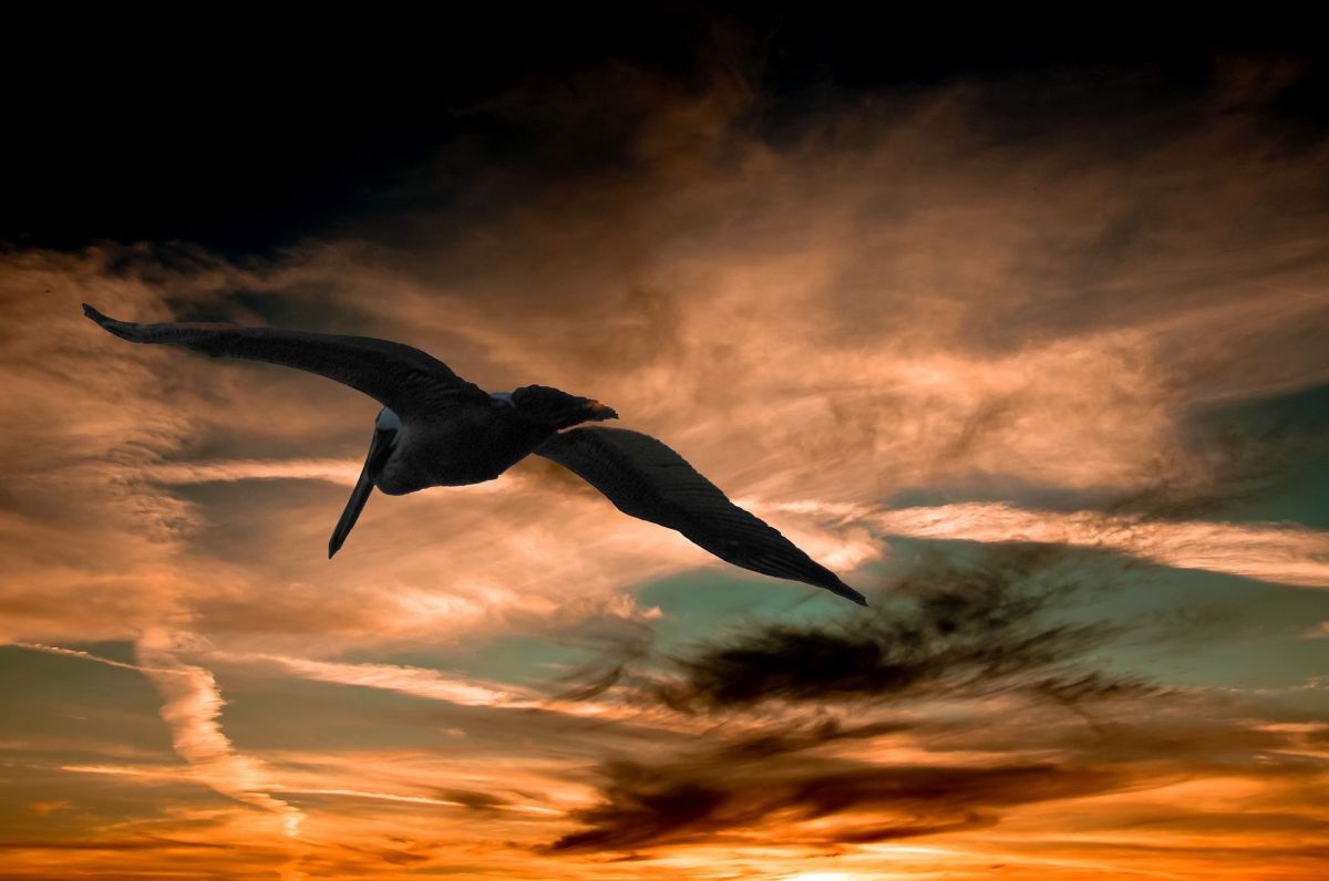 bird-makes-record-flight-from-alaska-to-tasmania-without-stopping