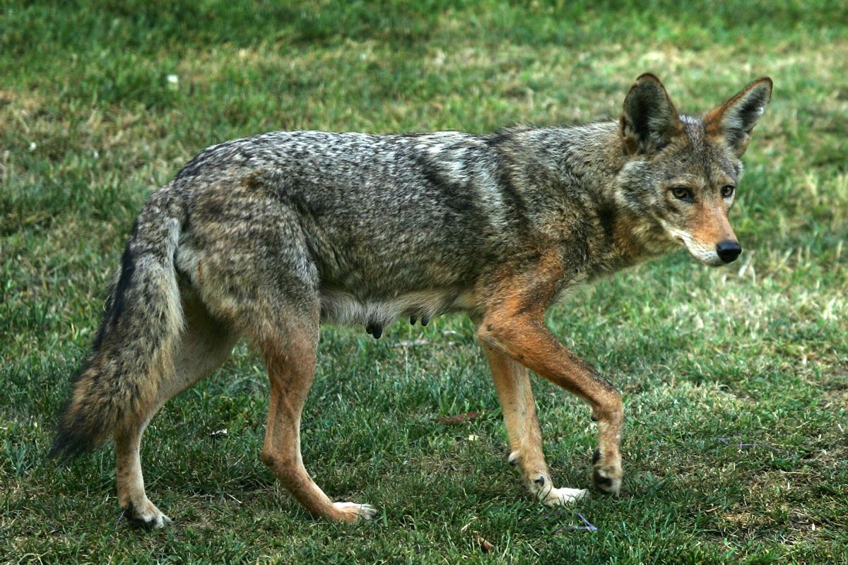 alert-for-howling-and-sighting-of-coyotes-in-the-bronx;-nyc-parks-says-it's-“normal”