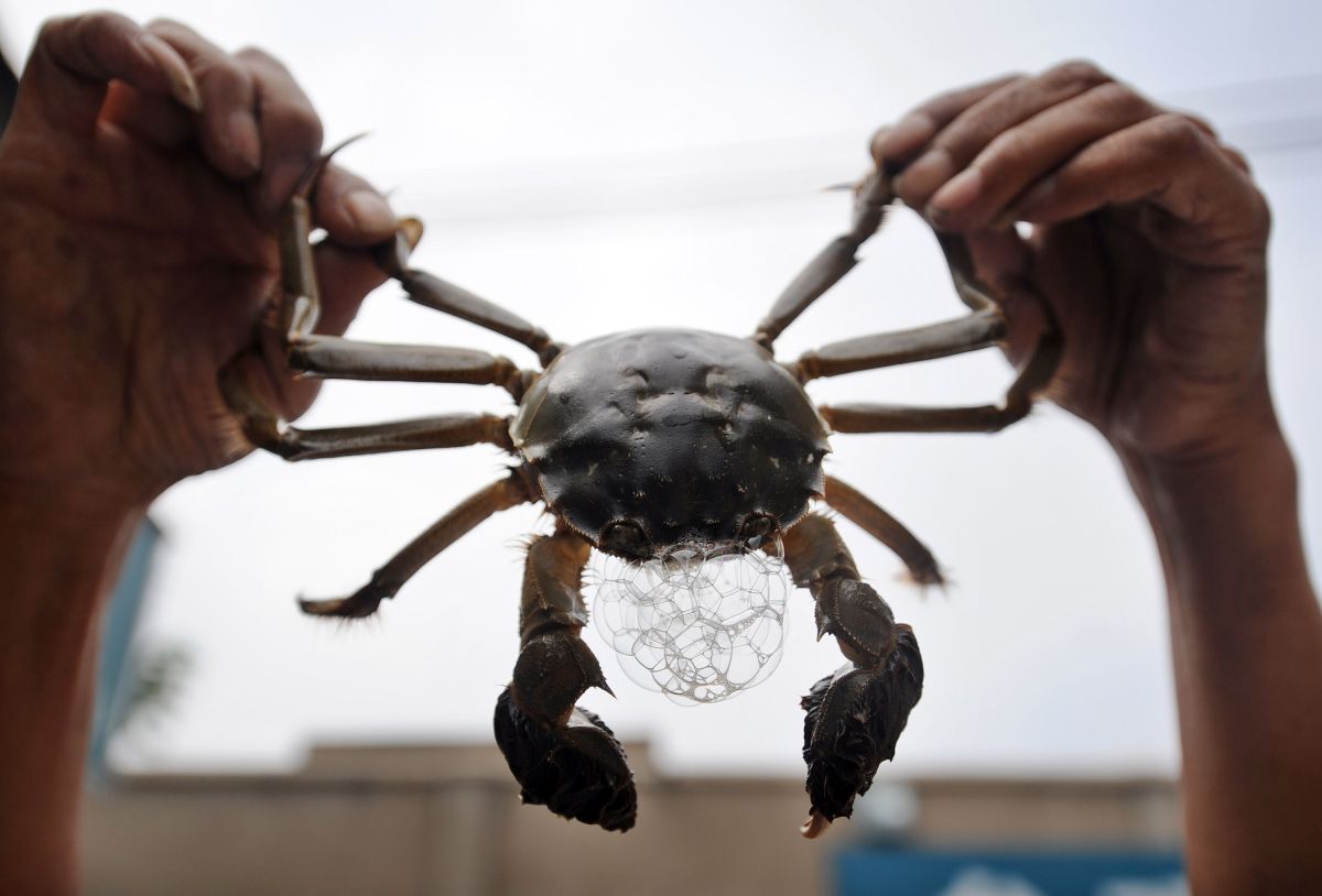 man-ends-up-hospitalized-after-eating-a-live-crab-to-“avenge-his-daughter”