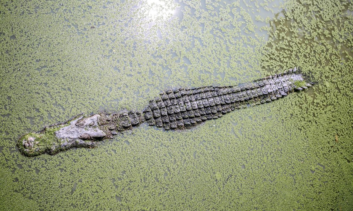 crocodile-sinks-and-kills-a-man-while-swimming-in-a-river-in-india