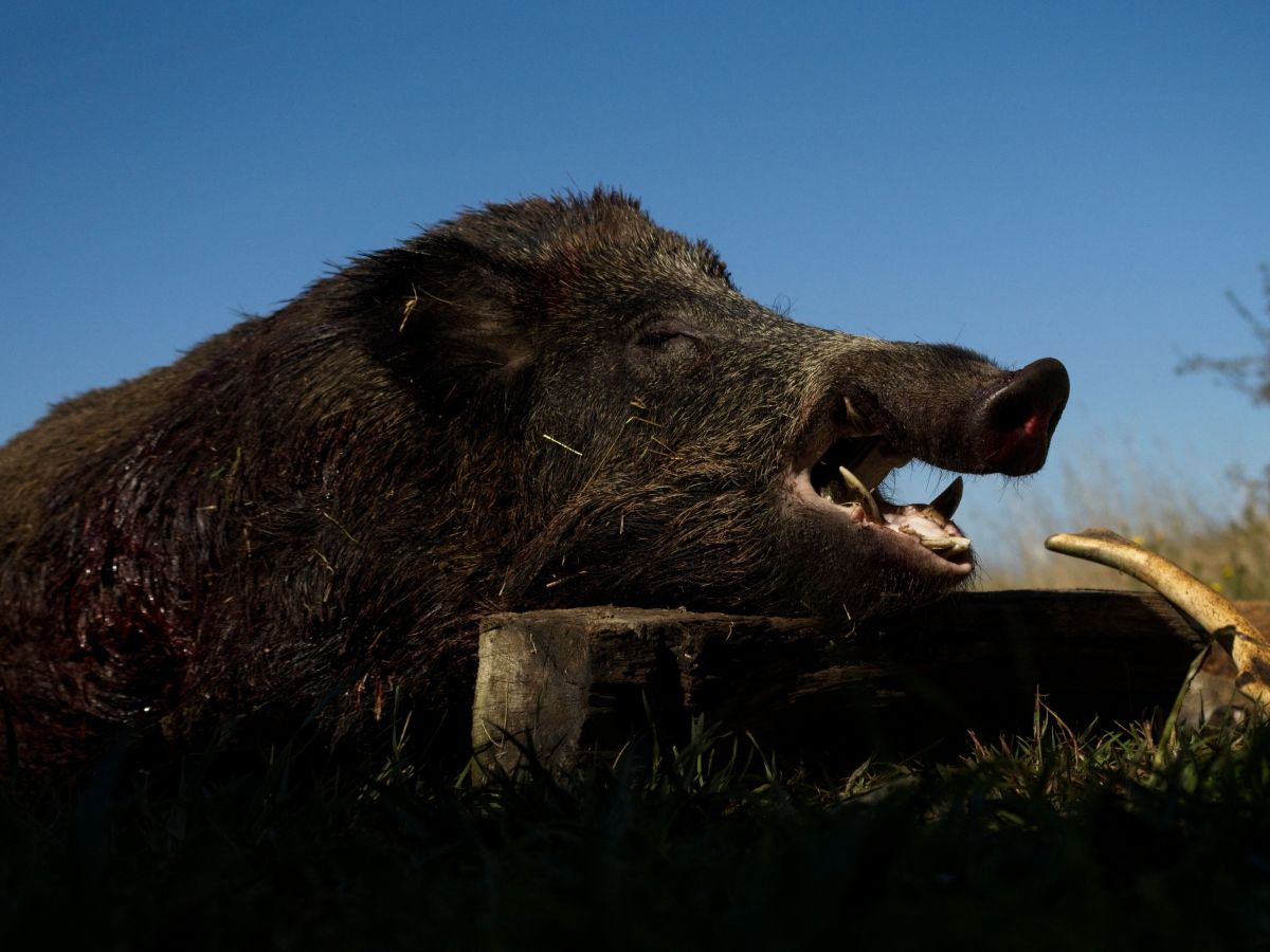 92-year-old-italian-loses-an-arm-and-a-leg-after-being-attacked-by-a-wild-boar