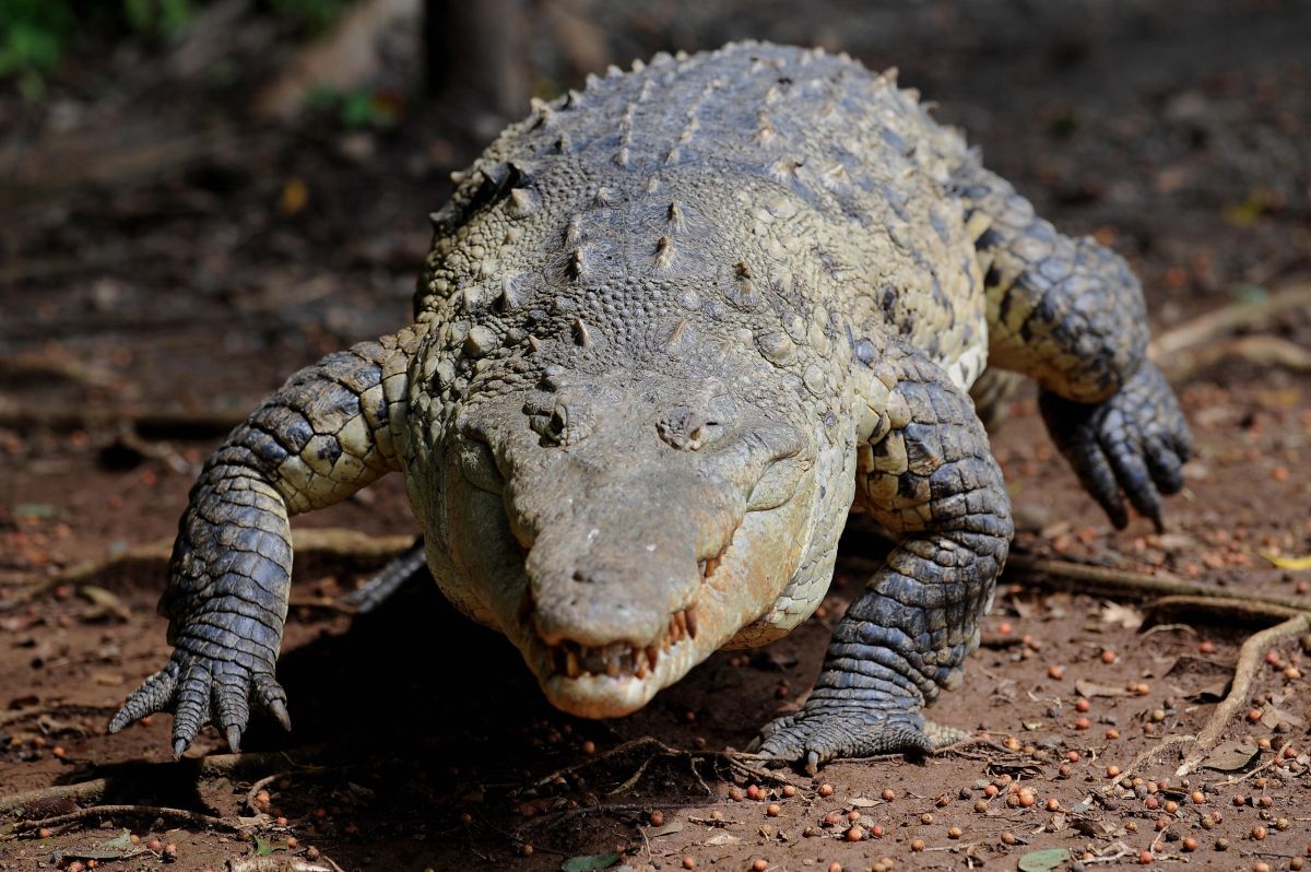 8-year-old-boy-is-attacked-and-decapitated-by-a-crocodile-in-front-of-his-parents-in-costa-rica