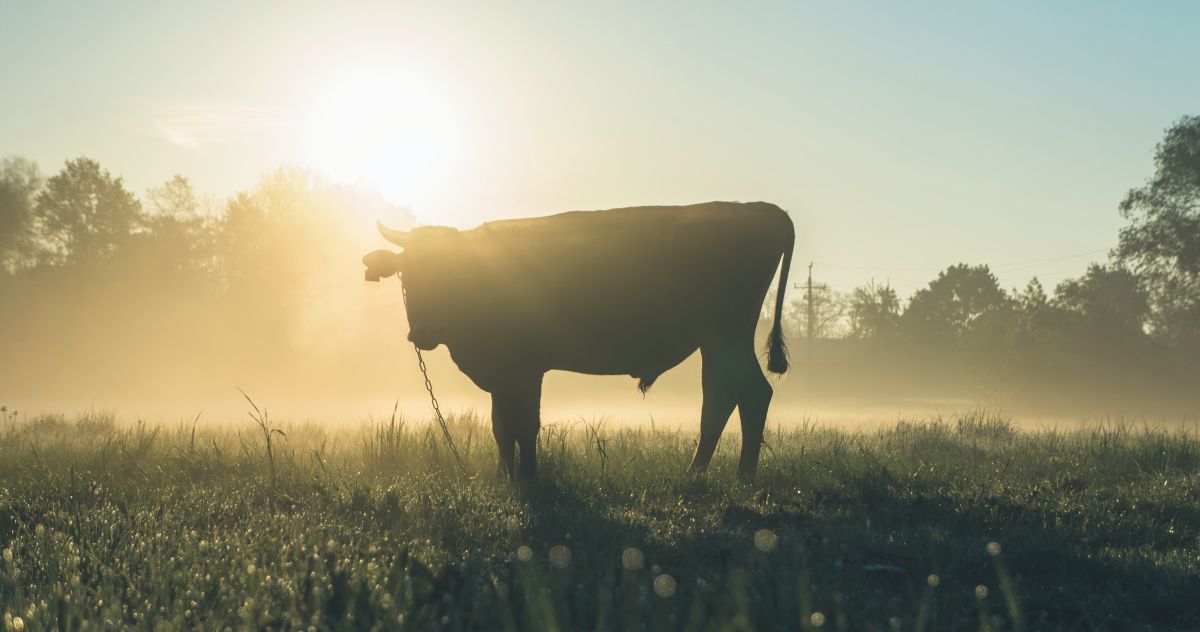 man-dies-dramatically-after-being-trampled-by-'runaway-cow'-in-wales