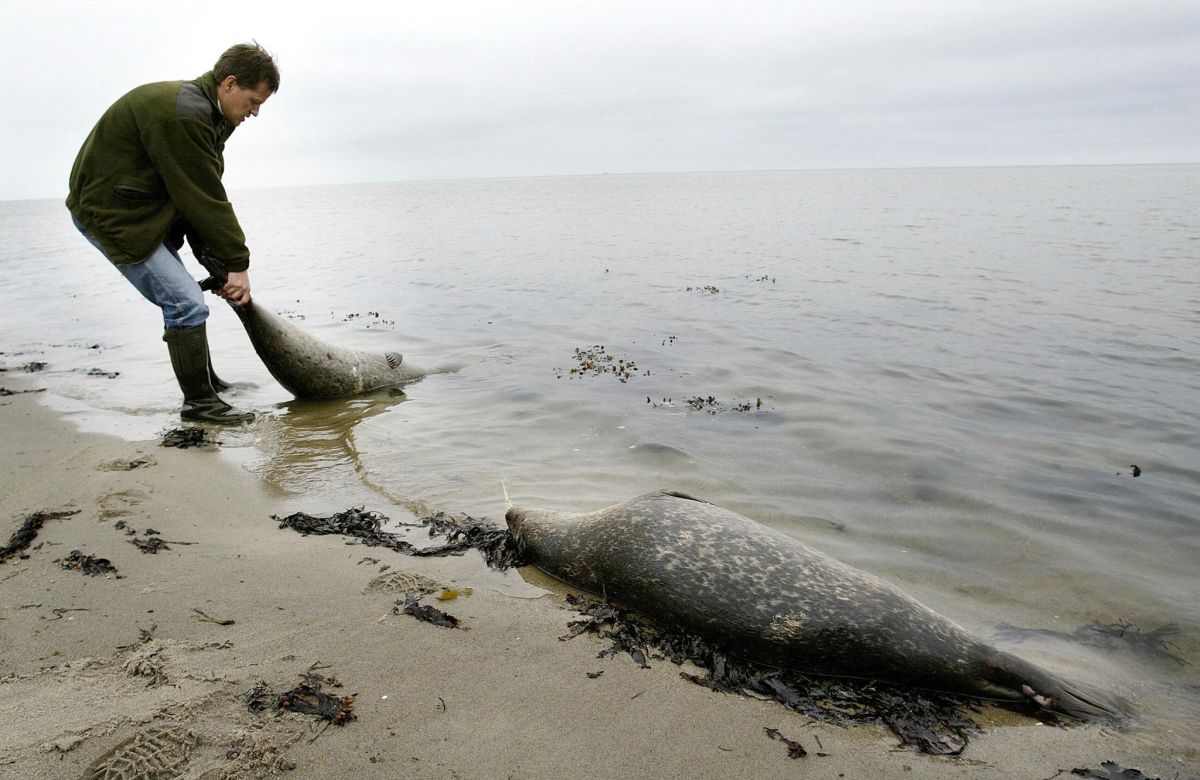 nearly-2,000-endangered-seals-wash-up-dead-off-russia's-coast