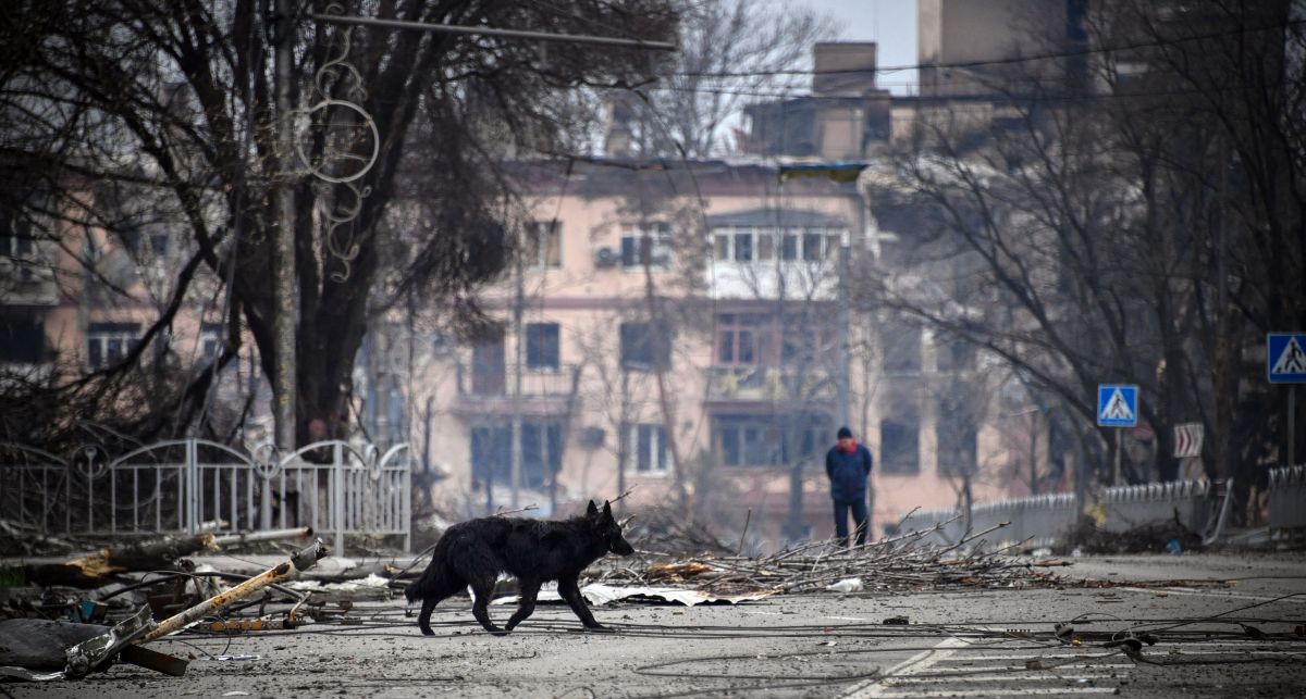 russian-official-proposes-using-homeless-dogs-as-'suicide'-weapons-in-ukraine,-report-says