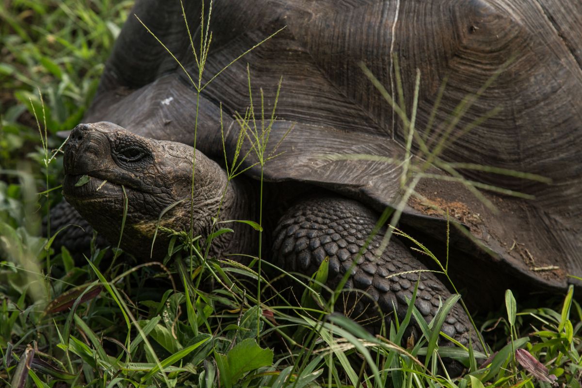 two-rare-galapagos-tortoises-stolen-from-florida-zoo