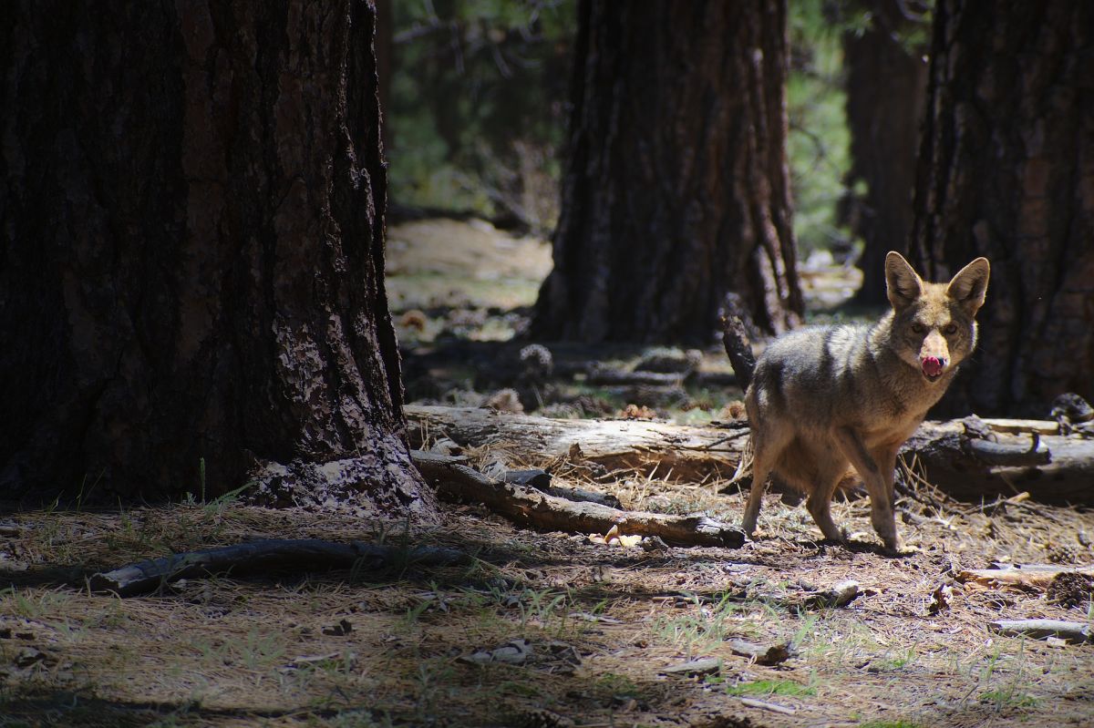 video-shows-a-coyote-attacking-a-girl-in-broad-daylight-in-los-angeles