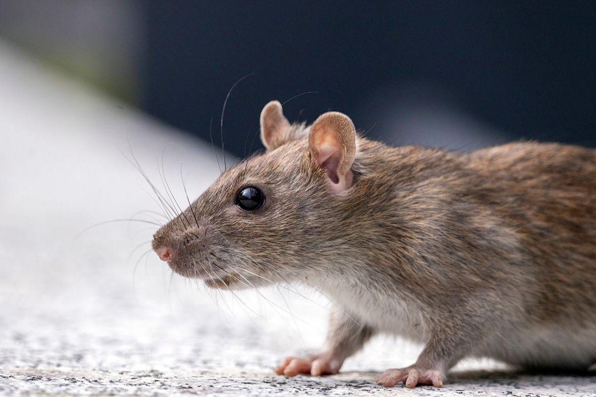 they-catch-a-rat-in-mexico-eating-the-vegetables-of-a-supermarket