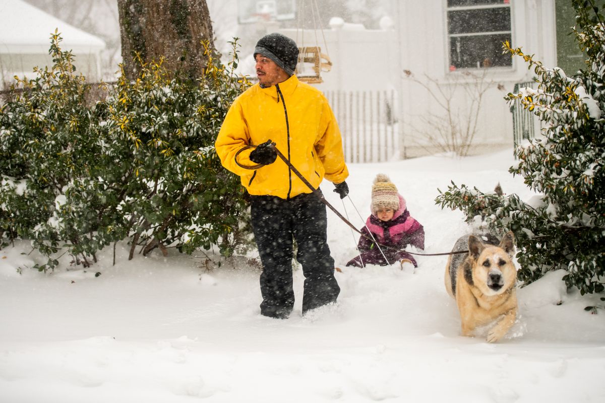 they-prohibit-the-sale-of-pets-in-new-york-to-stop-“puppy-factories”:-the-law-will-be-activated-in-2024