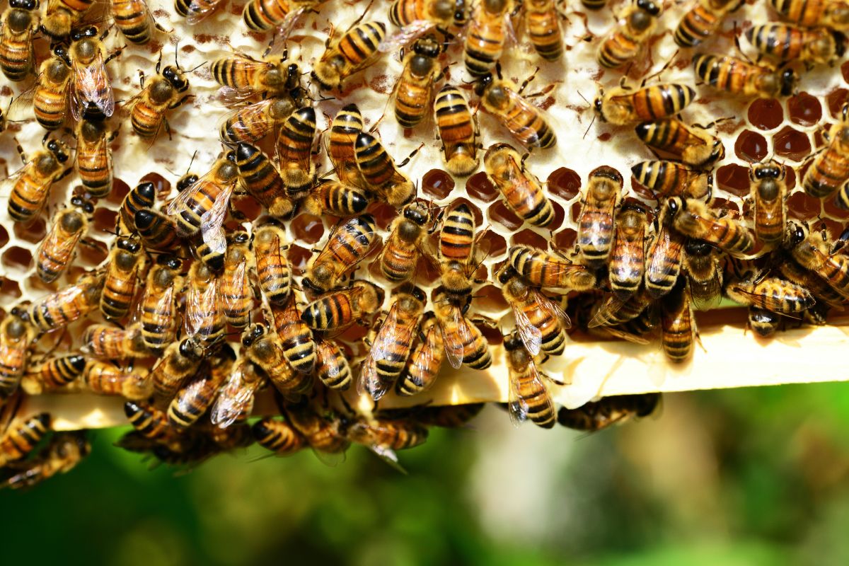 the-united-states-approves-the-world's-first-vaccine-that-protects-bees