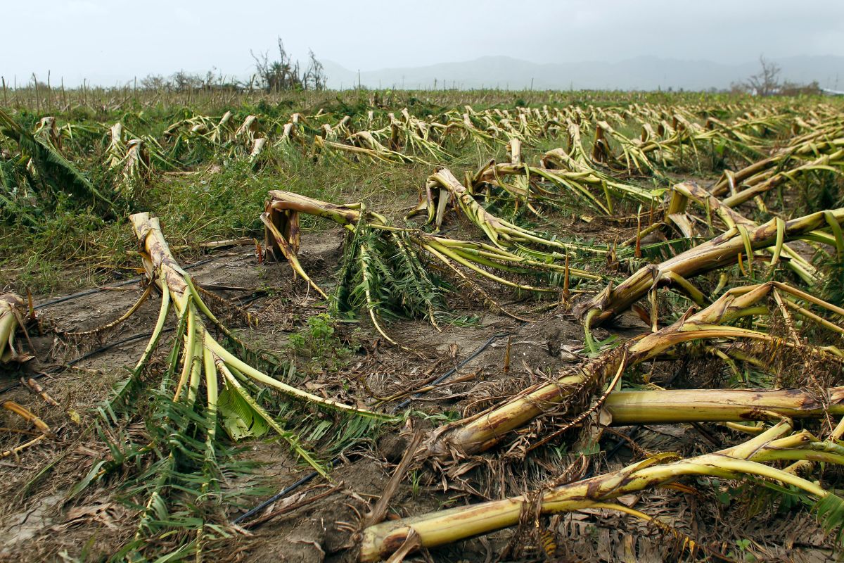 usda-announces-three-projects-to-promote-sustainable-agriculture-in-puerto-rico