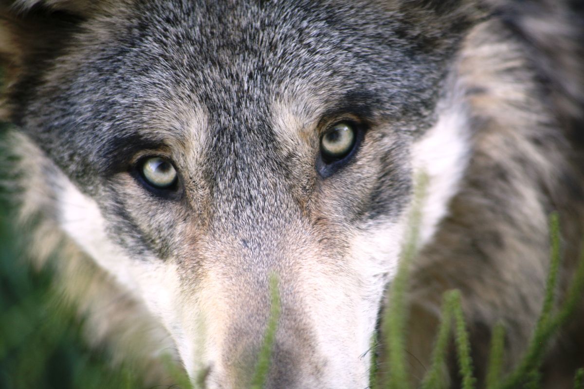 man-spends-nearly-$23,000-on-realistic-costume-to-fulfill-his-dream-of-“turning-into-a-wolf”