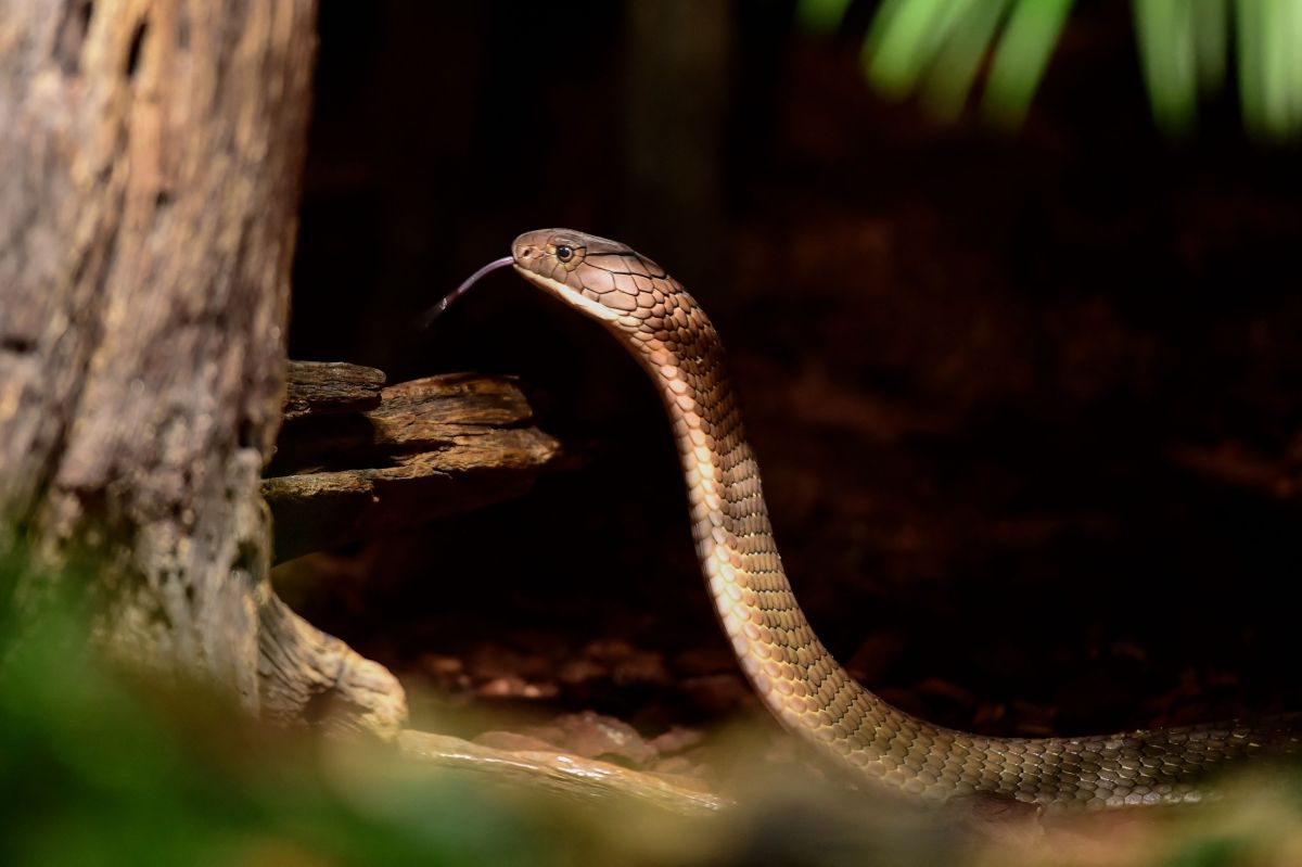 father-from-australia-died-of-snake-bite-in-front-of-his-wife-in-dramatic-scene