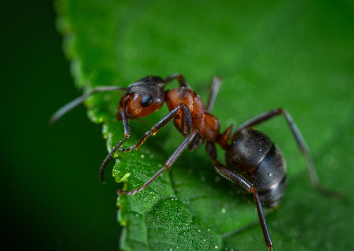 ants-can-detect-the-smell-of-cancer-in-urine