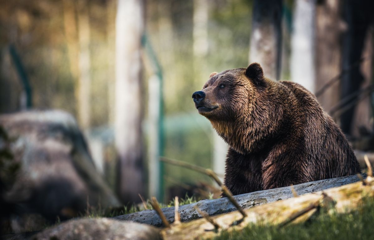 bear-in-colorado-steals-camera-and-takes-more-than-400-selfies