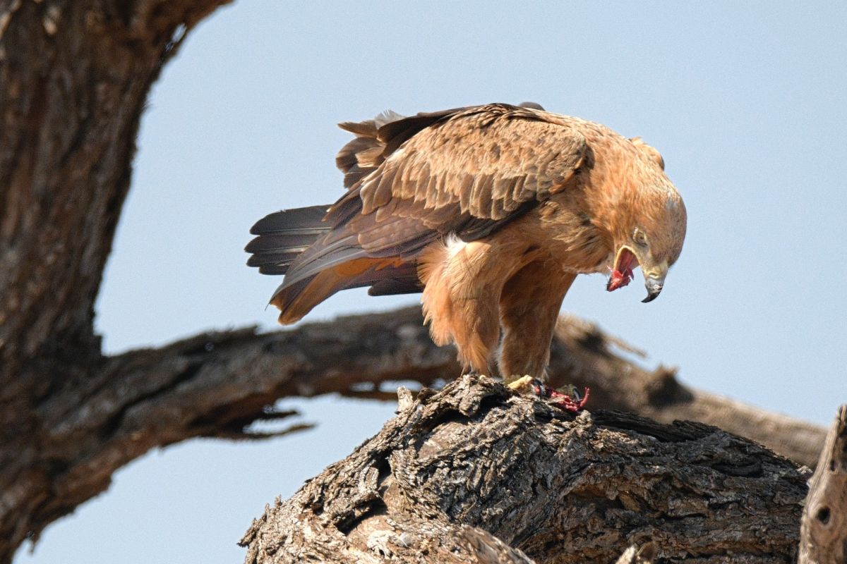 the-amazing-video-that-shows-how-an-eagle-flies-away-a-dog