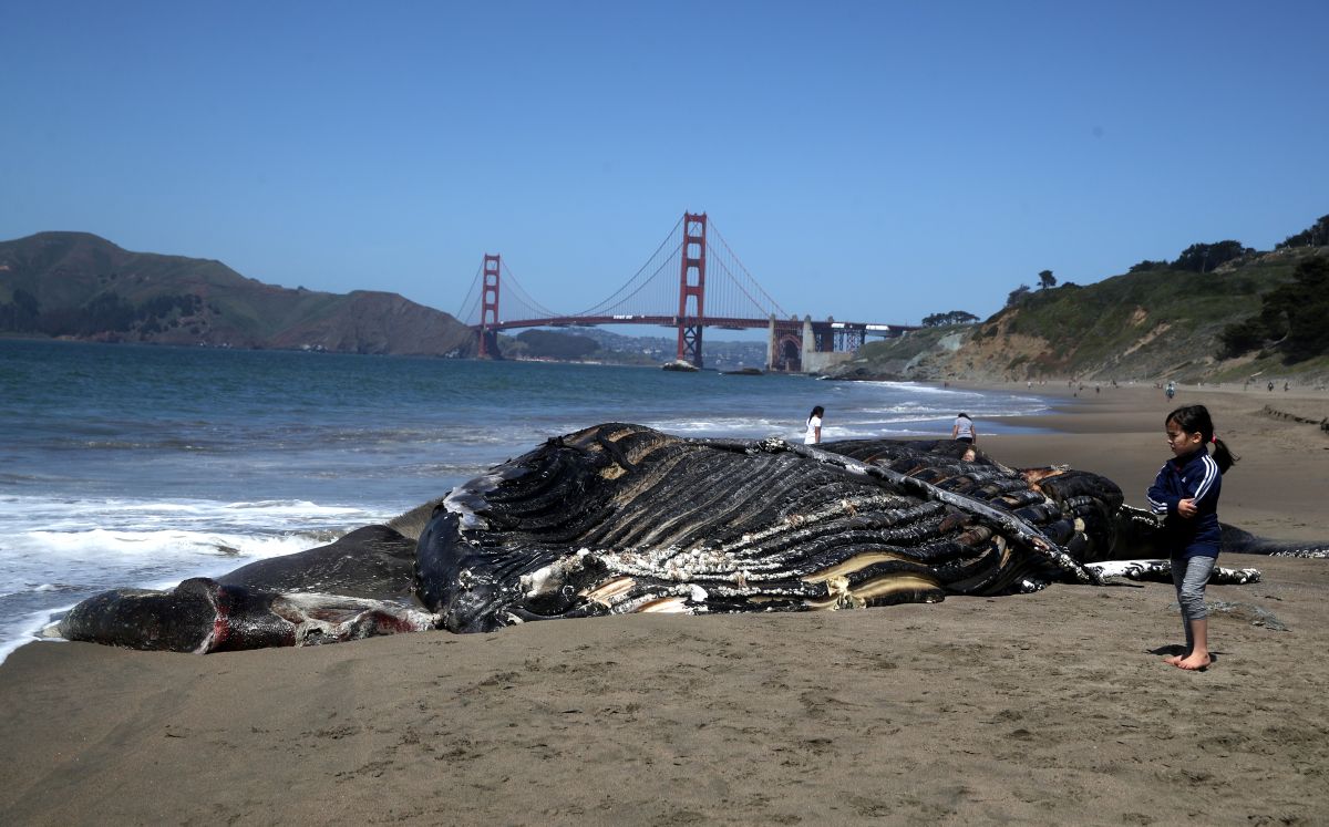 dramatic-find:-the-“biggest”-whale-killed-on-new-york-beach