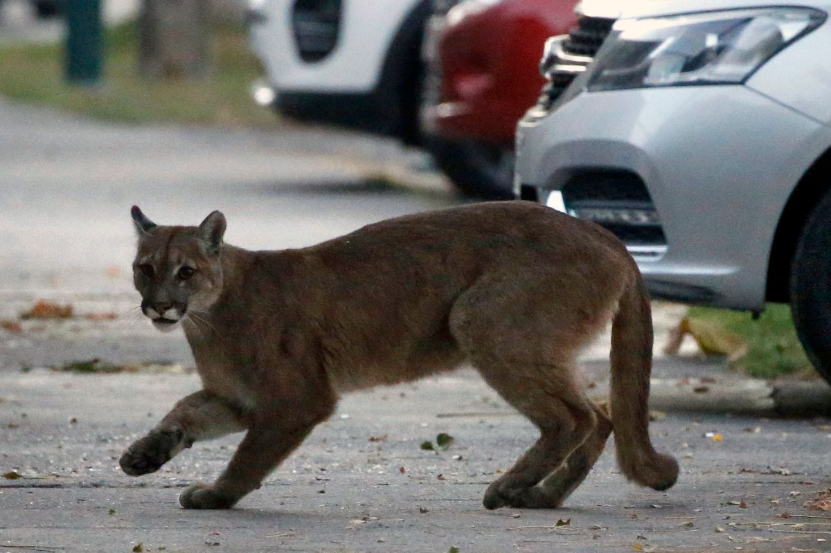 california-boy-attacked-by-mountain-lion,-taken-to-hospital-in-unknown-condition