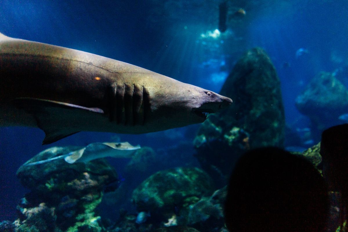 the-dramatic-moment-in-which-a-shark-attacked-a-boy-who-was-fishing-with-his-father