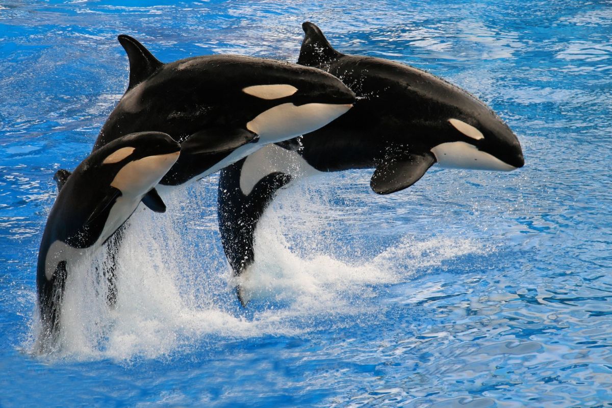 the-“lifelong”-sacrifice-that-mother-orcas-make-for-their-young