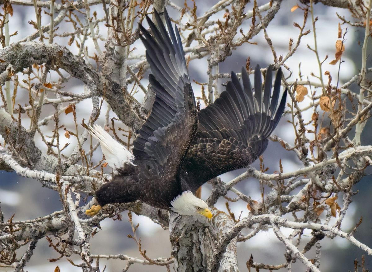 amazing-videos-of-bald-eagles-protecting-their-eggs-from-the-snow-in-california-and-minnesota