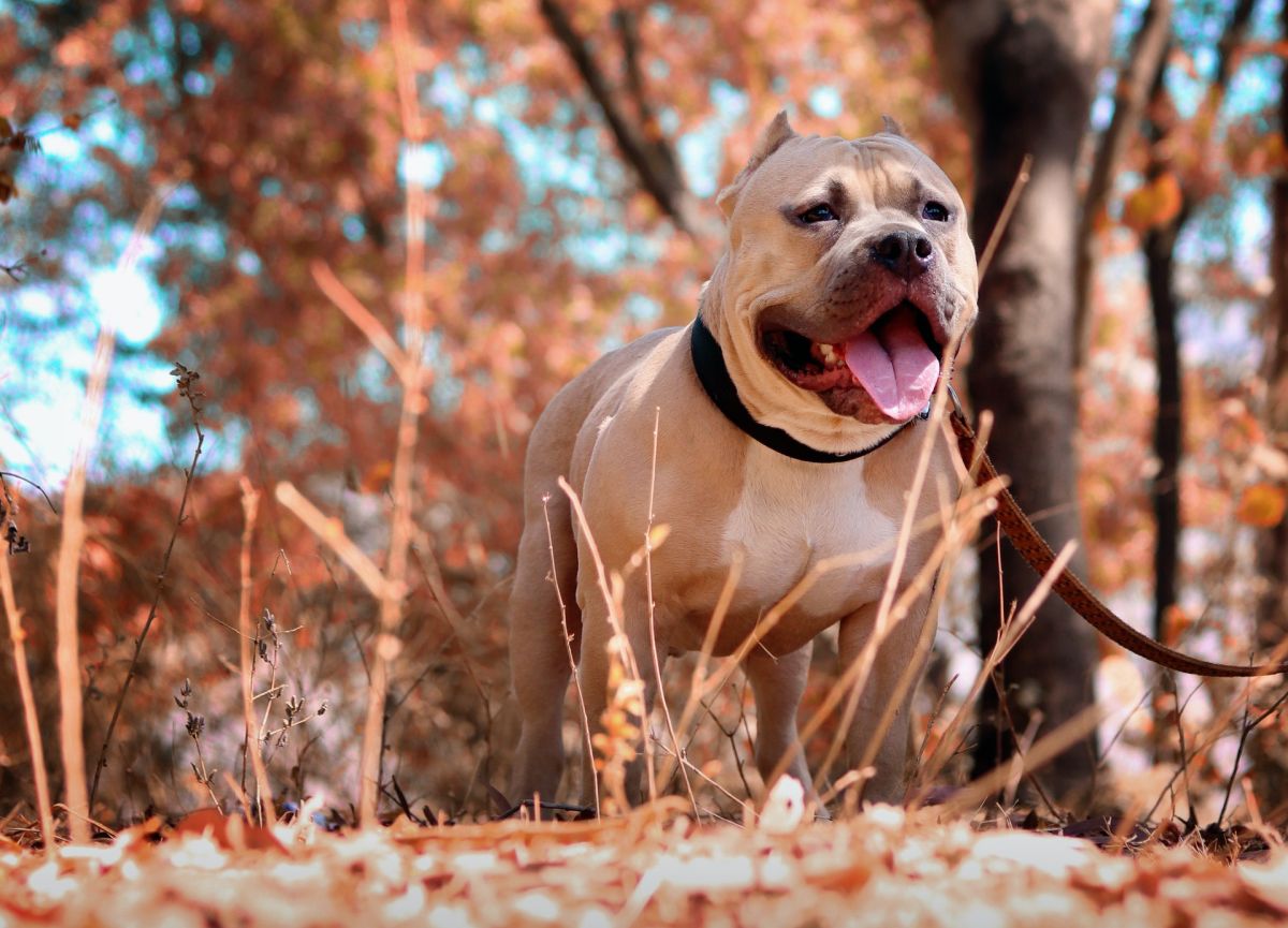 6-year-old-girl-was-playing-at-a-neighbor's-house-in-maine-when-a-pit-bull-attacked-her-and-disfigured-her-mouth