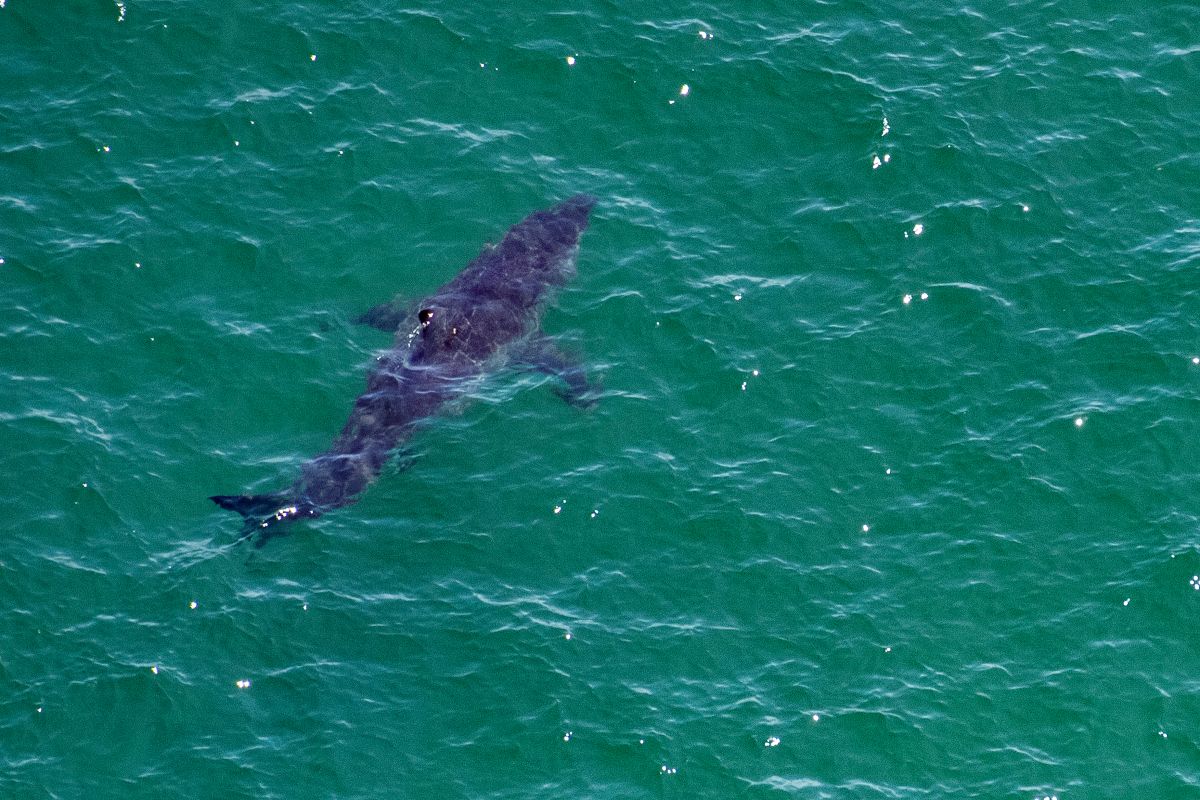 they-find-the-remains-of-an-argentine-adventurer-in-the-stomach-of-a-shark