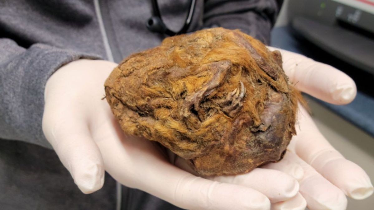 frozen-furball-turns-out-to-be-a-30,000-year-old-ice-age-squirrel