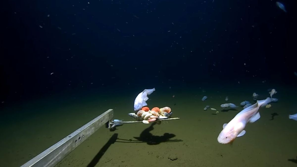 video:-camera-captures-fish-at-a-record-depth-of-more-than-5-miles-on-the-seabed-of-japan