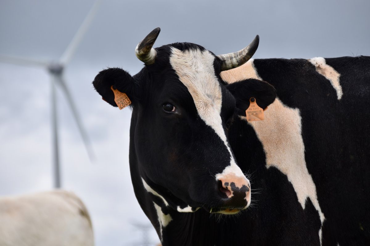 old-man-dies-in-india-after-being-crushed-by-a-“flying”-cow