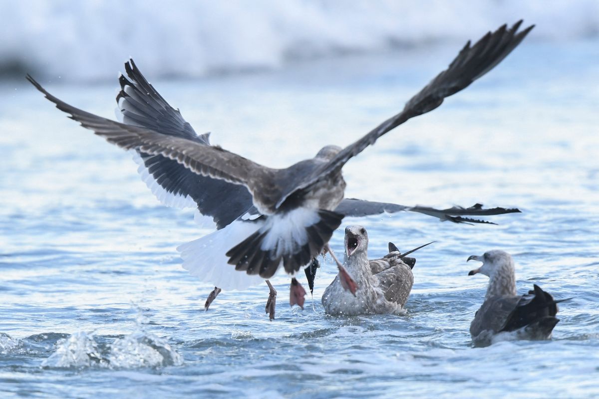 yuliana-bedolla,-the-mexican-scientist-awarded-in-london-for-protecting-the-“mysterious”-nocturnal-birds-of-pacific-islands