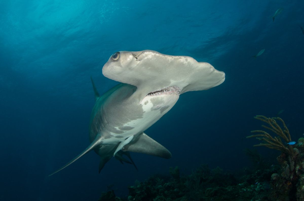 hammerhead-shark-found-dead-on-alabama-beach;-when-they-opened-it-they-discovered-a-great-surprise-in-his-stomach