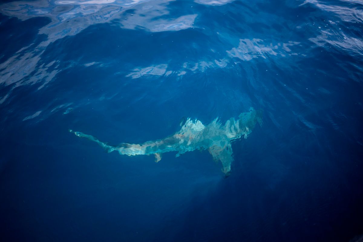 video:-tiger-shark-attacks-kayaker-off-the-coast-of-hawaii-while-fishing