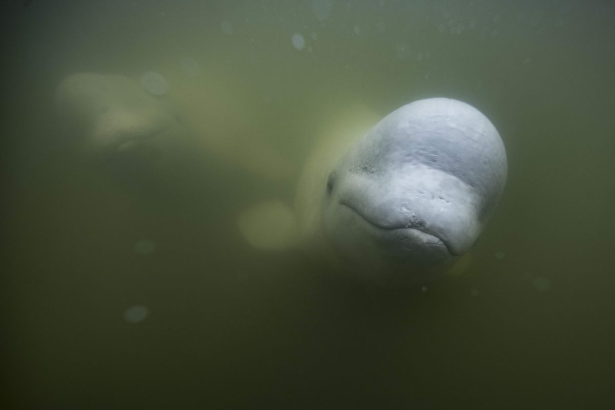 beluga-whale-'russian-trained-spy'-spotted-off-swedish-coast