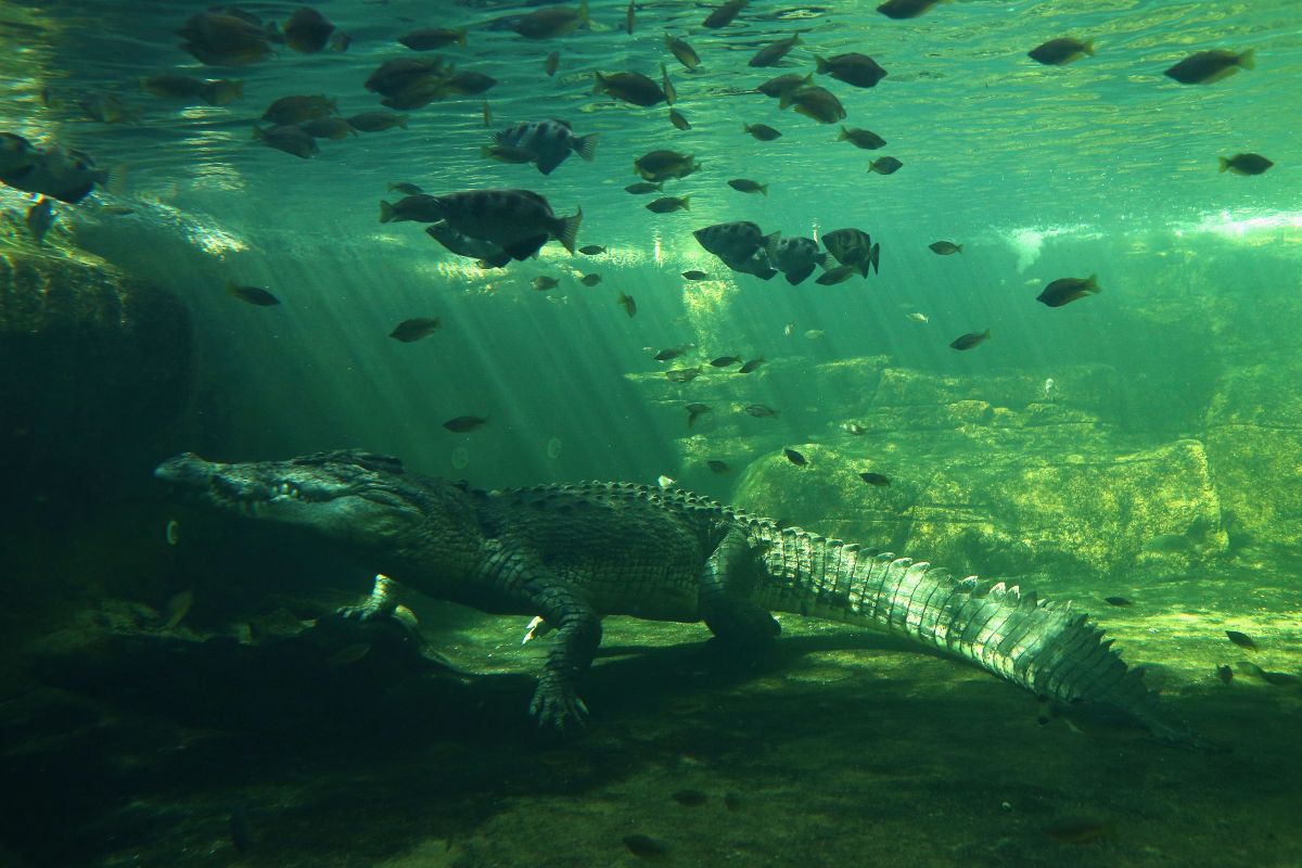 man-is-saved-after-a-crocodile-bit-his-head-while-snorkeling-in-australia