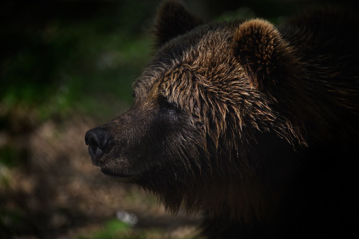 video:-bear-enters-the-garage-of-a-connecticut-bakery-and-steals-60-cupcakes