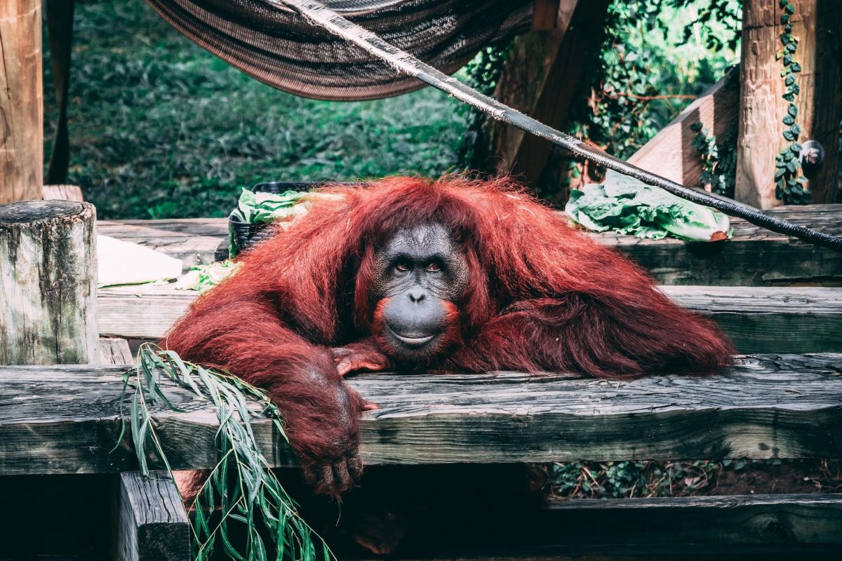 kentucky-zoo-orangutan-asks-visitor-to-show-her-baby;-her-incredible-reaction-has-gone-viral