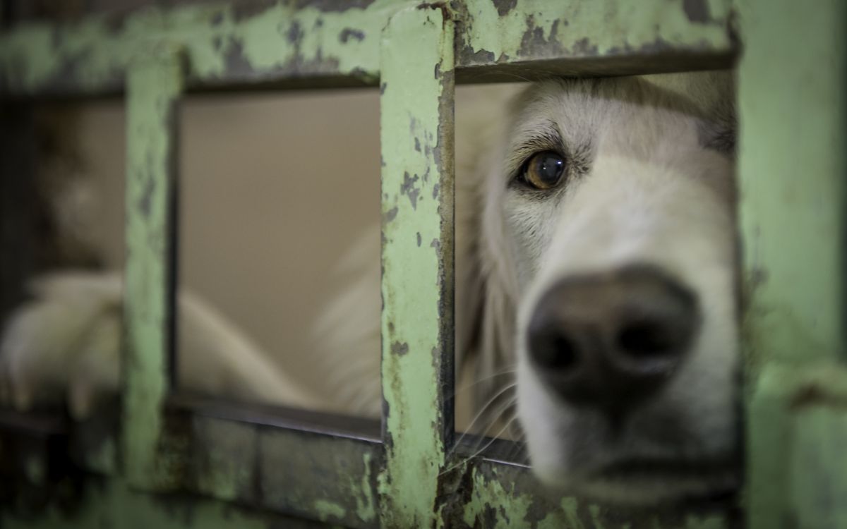 low-animal-adoption-rate:-nearly-378,000-pets-were-euthanized-in-the-united-states