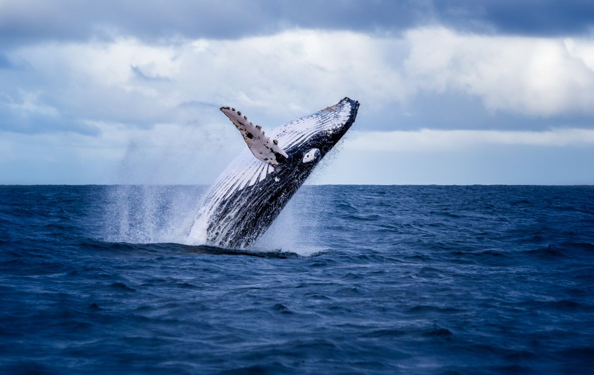 alarm:-two-more-whales-die-on-beaches-in-new-york-and-nj,-prolonging-ecological-mystery-of-23-fatalities