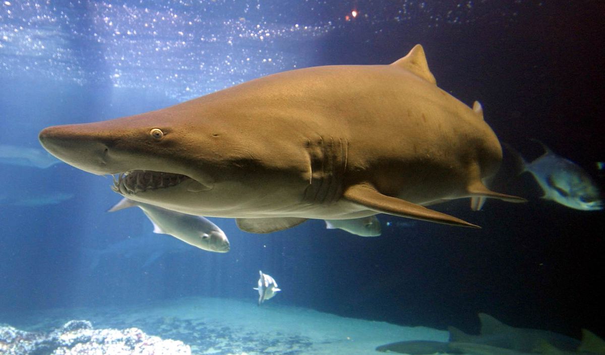 video:-shark-pulls-a-man-who-put-his-hands-in-the-water-in-florida