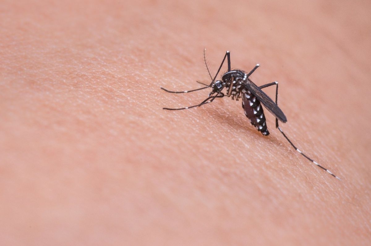 cdc-issues-alert-to-increase-in-local-malaria-infections-in-florida-and-texas