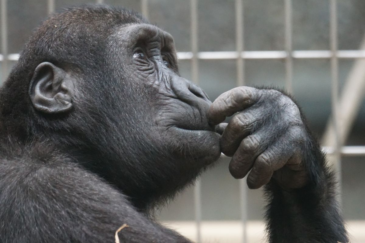 the-emotional-reaction-of-a-monkey-to-see-the-sky-for-the-first-time-after-living-all-the-time-in-captivity